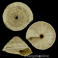 IMG_detallada/Trochoidea elegans.jpg